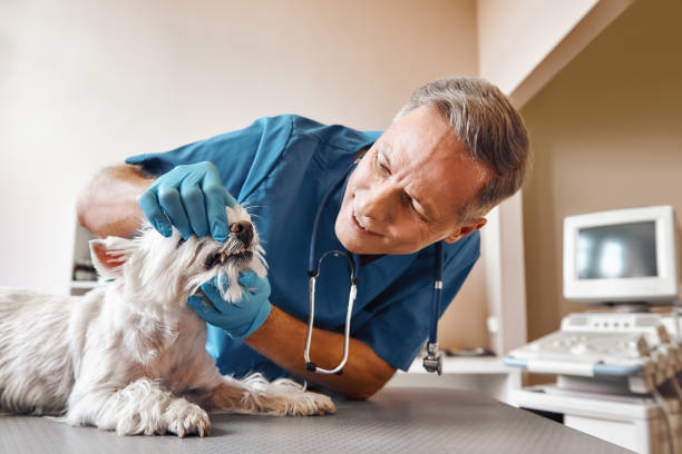 Best After-Hours Emergency Dentist in Meridian, MS